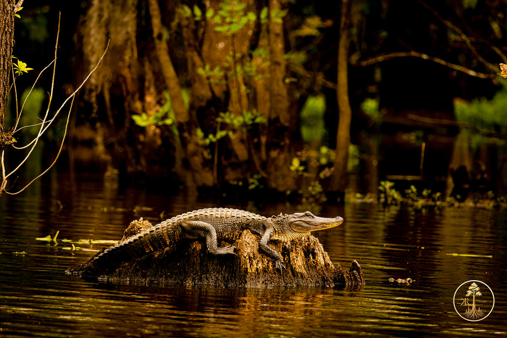 Wallpaper Bundle (Digital Set)