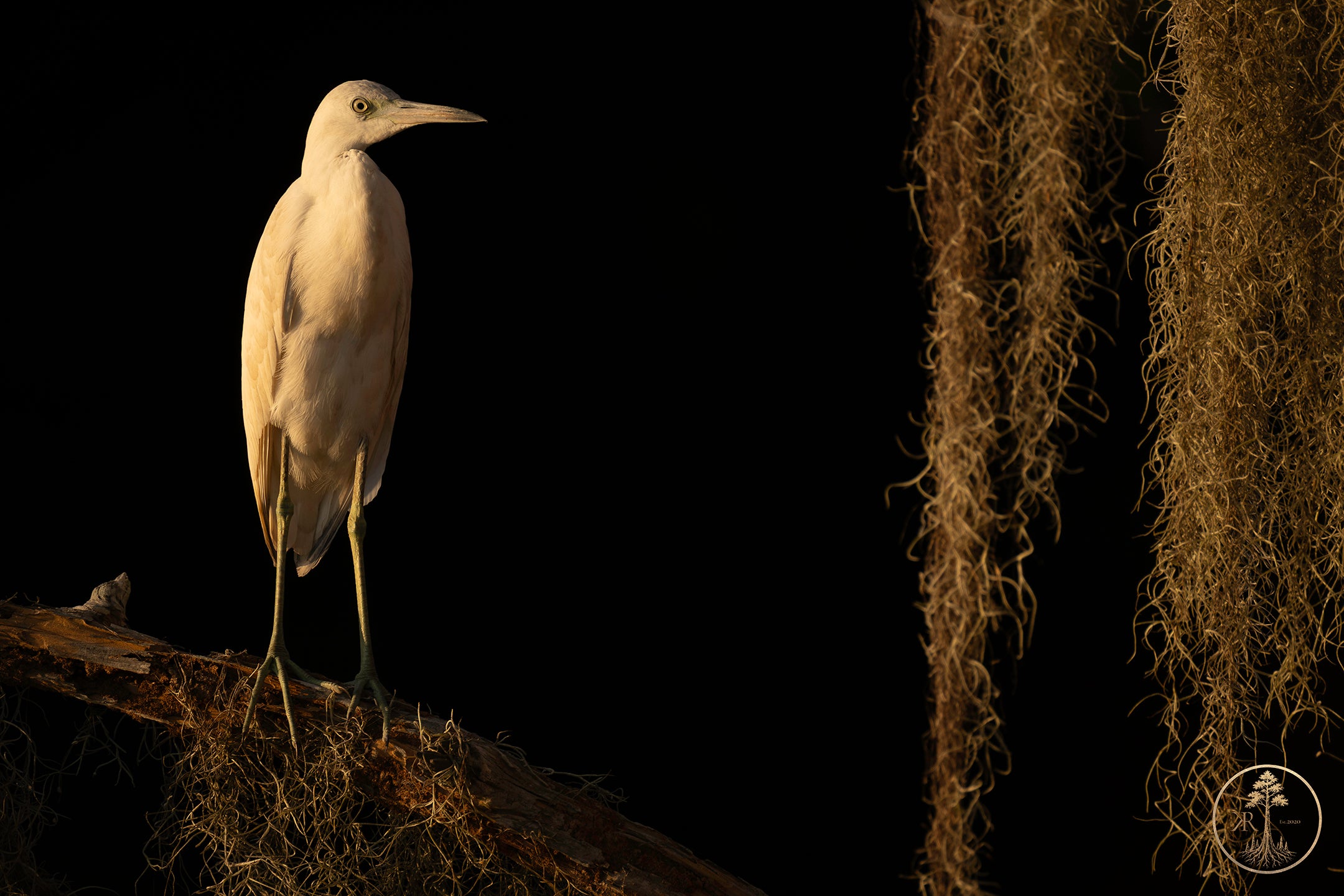 Wallpaper Bundle (Digital Set)