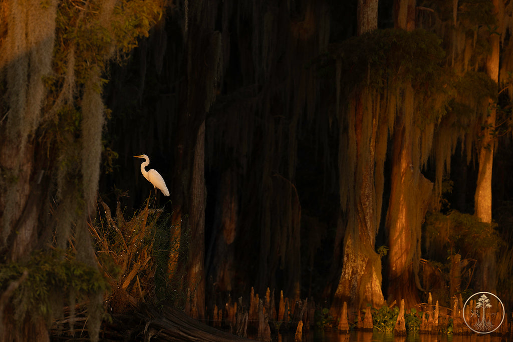 Wallpaper Bundle (Digital Set)