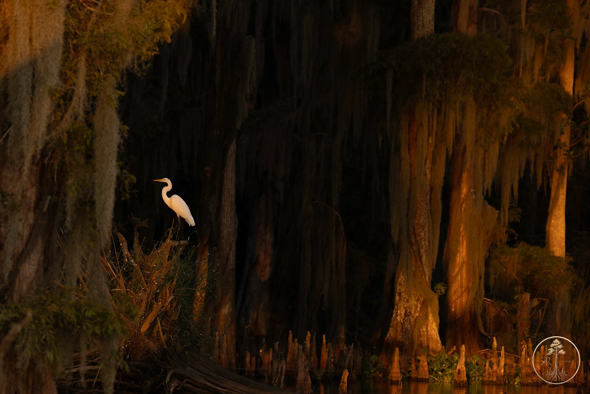 Wallpaper Bundle (Digital Set)