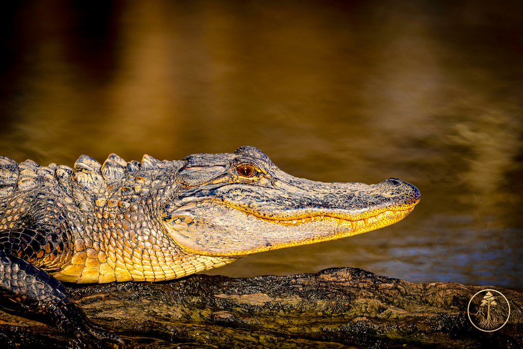 Wallpaper Bundle (Digital Set)