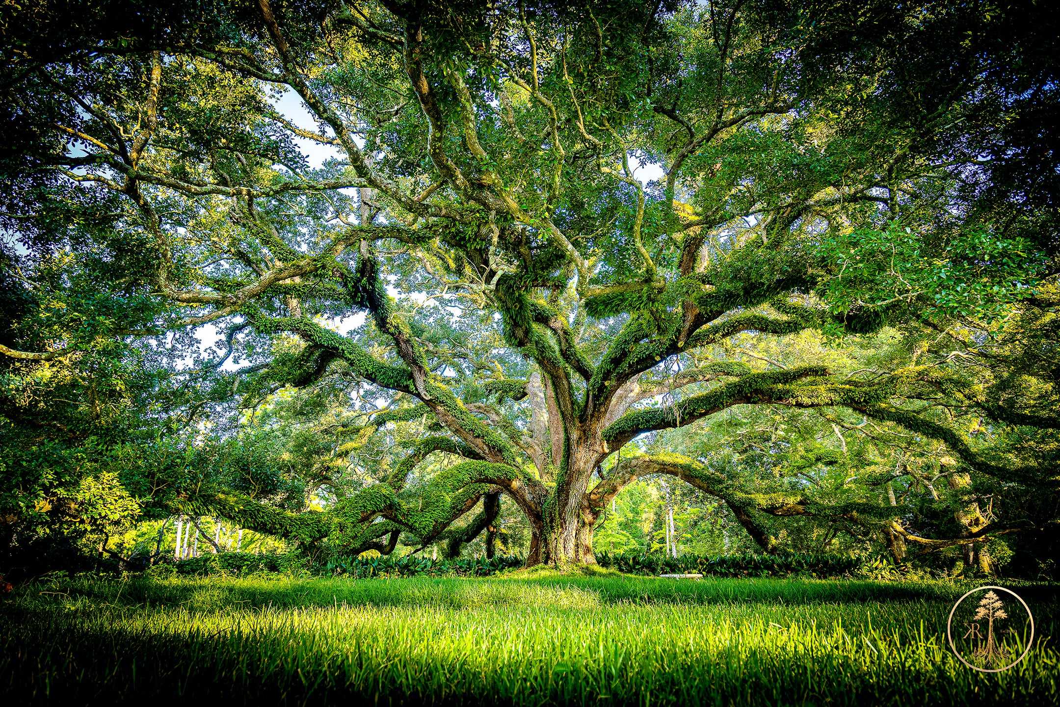 River Road Testament - First Edition (Presale)