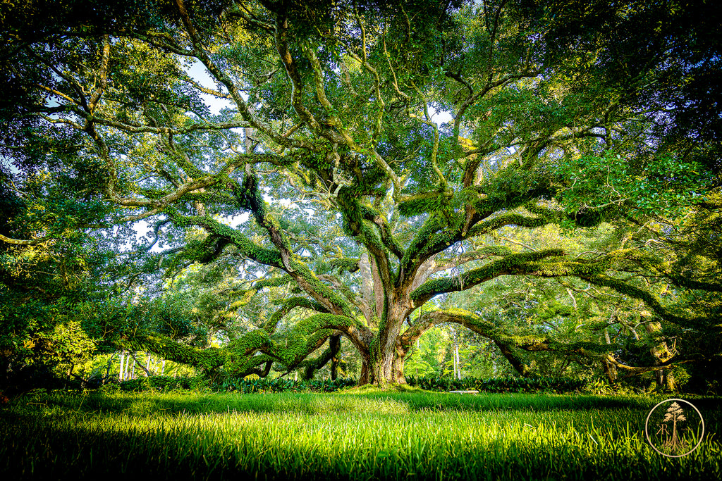 Wallpaper Bundle (Digital Set)